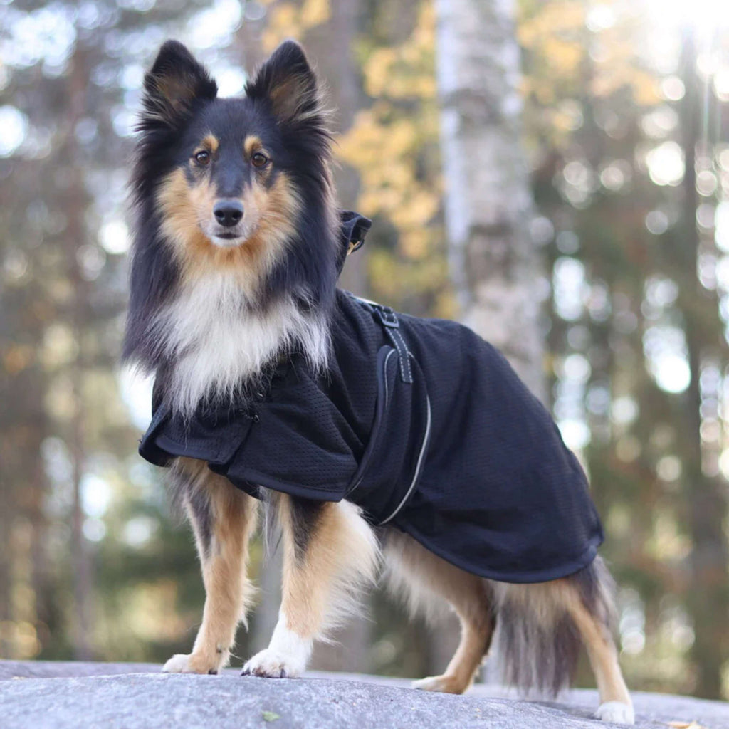 Back on Track Coperta per Cani Nero