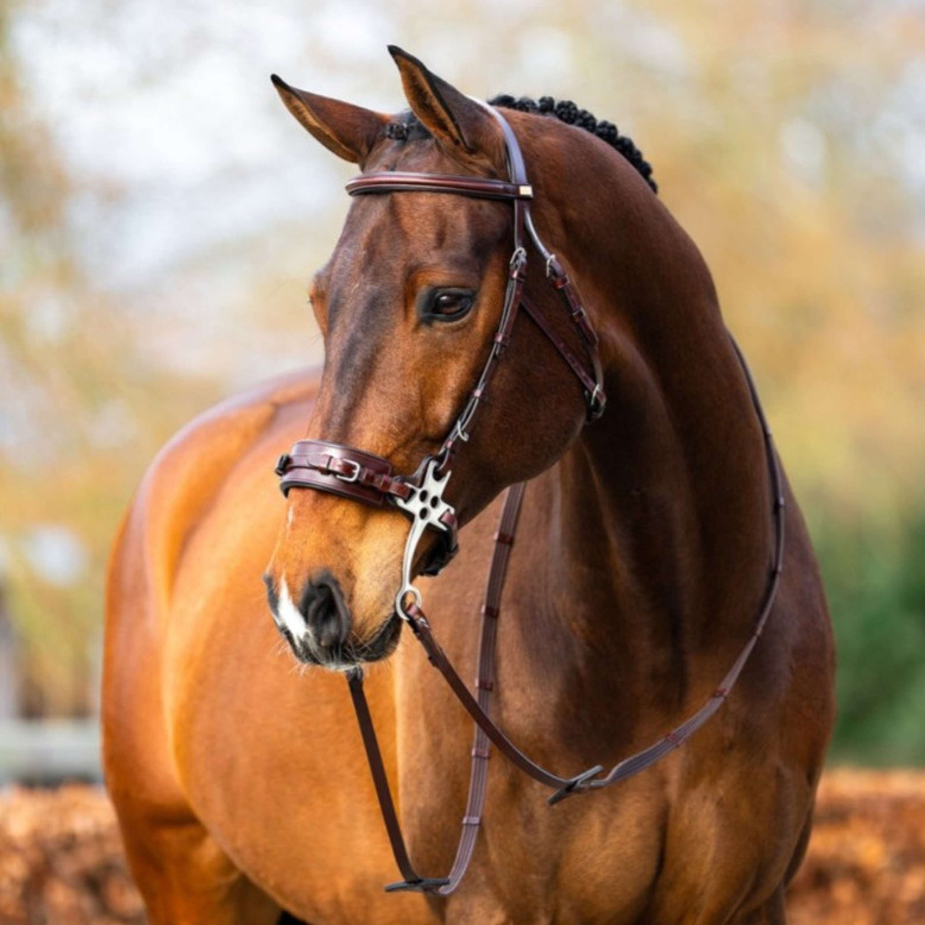 BR Hackamore Thornbury Quercia/Argento