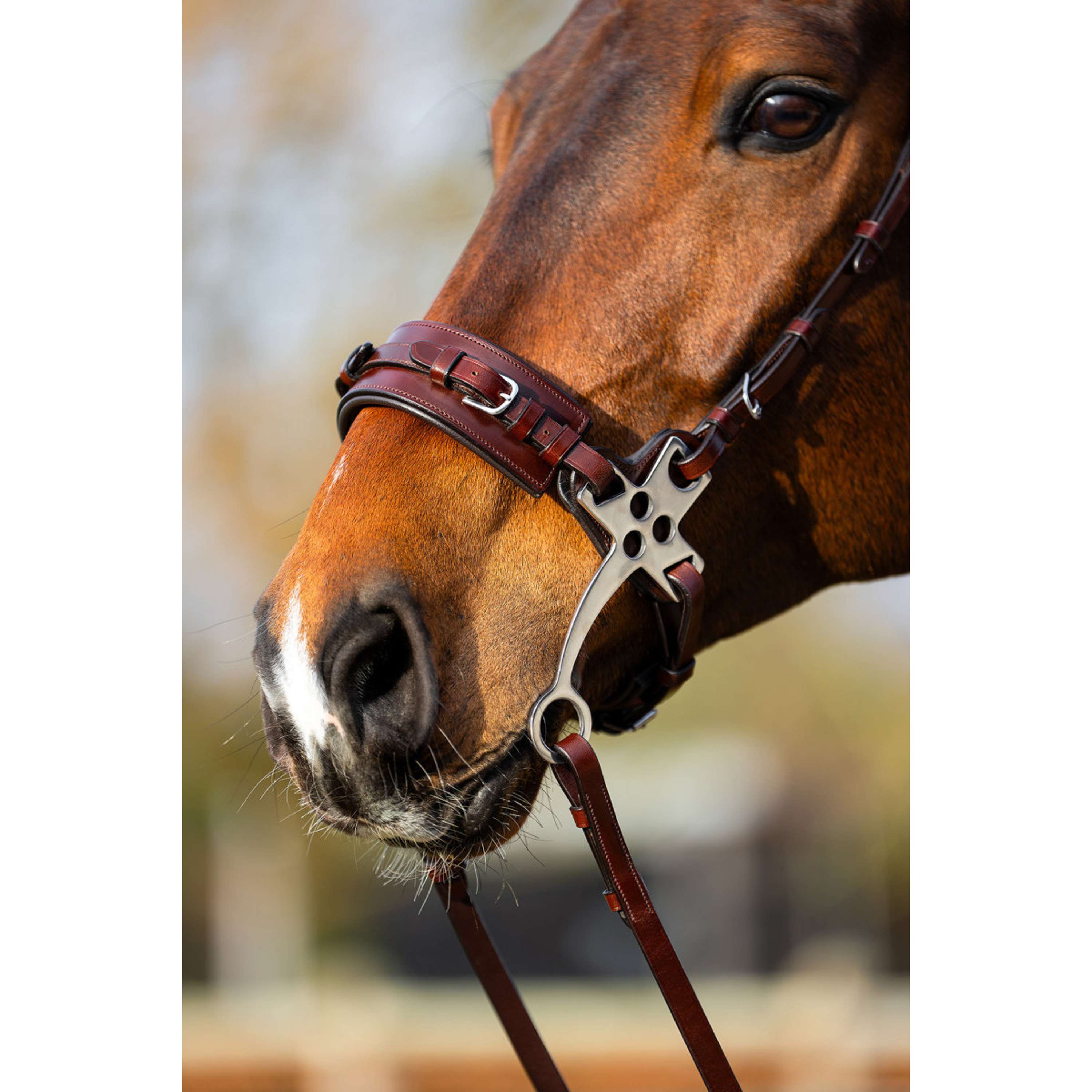 BR Hackamore Thornbury Quercia/Argento