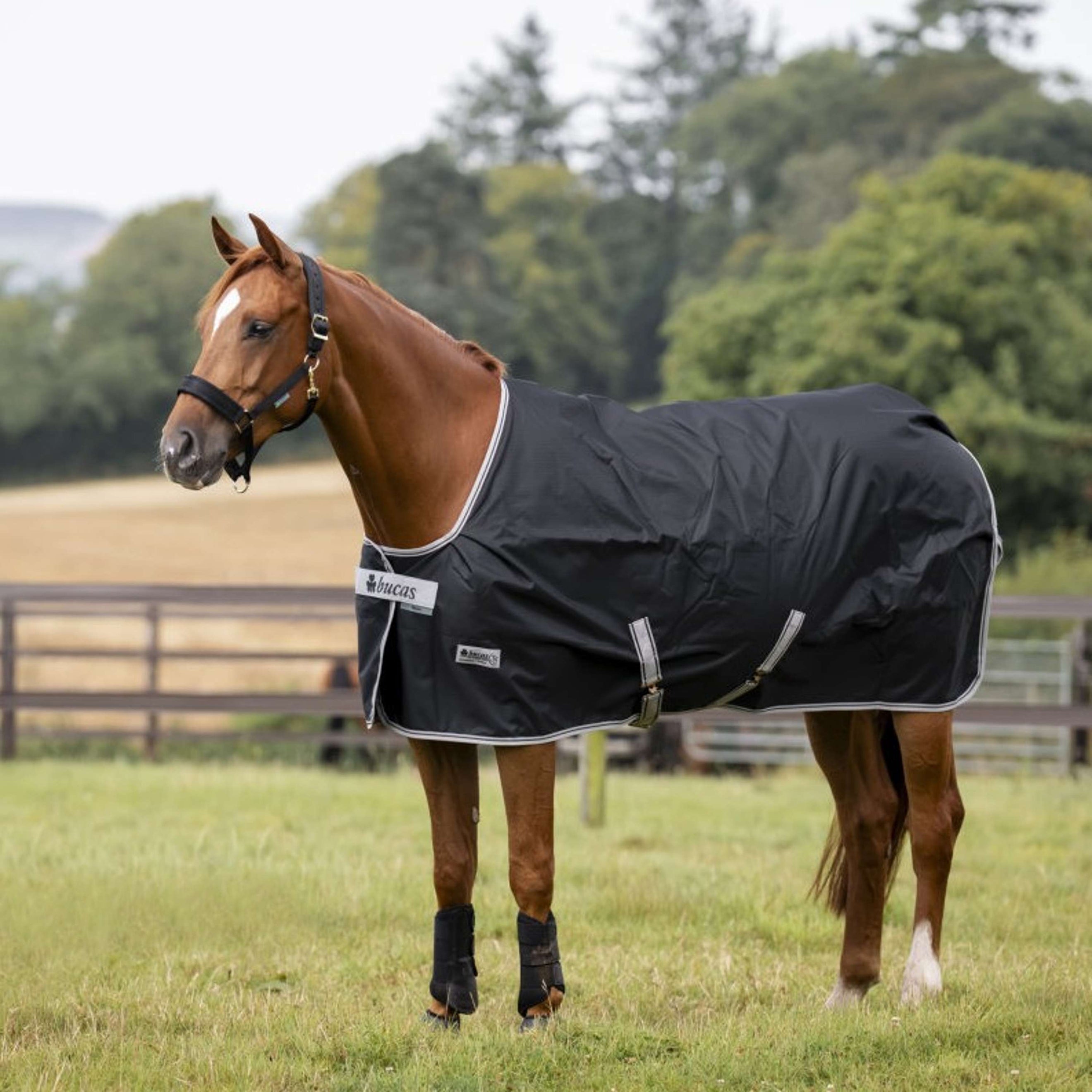 Bucas Anniversary Turnout Dermo-care 50 g Sapphire Bucas Anniversary Turnout Dermo-care 50 g Sapphire