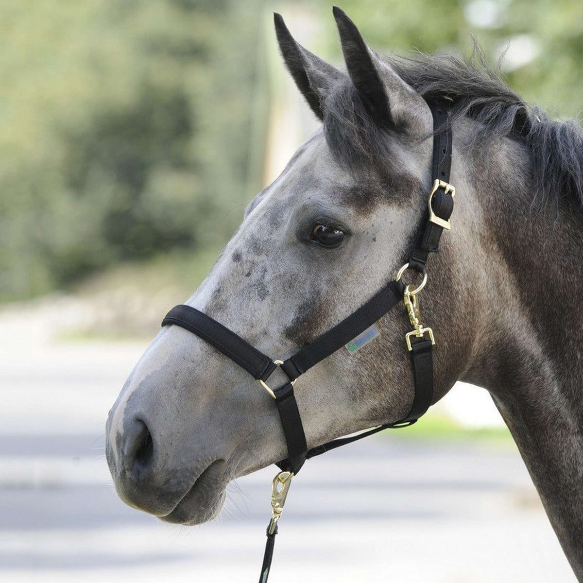 Bucas Capestro Dublin Foal Nero