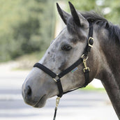 Bucas Capestro Dublin Foal Nero