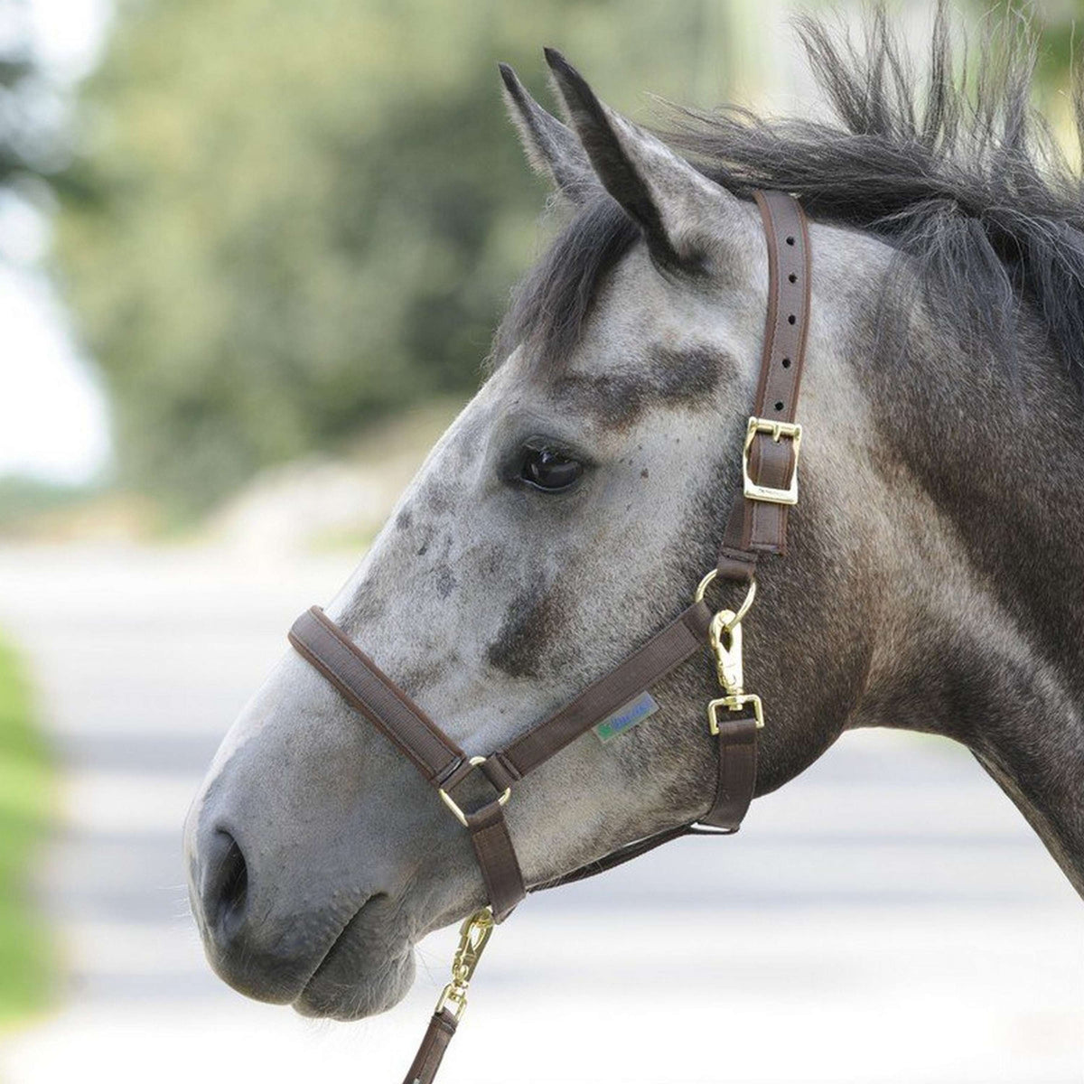 Bucas Capestro Dublin Foal Marrone
