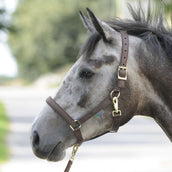 Bucas Capestro Dublin Foal Marrone