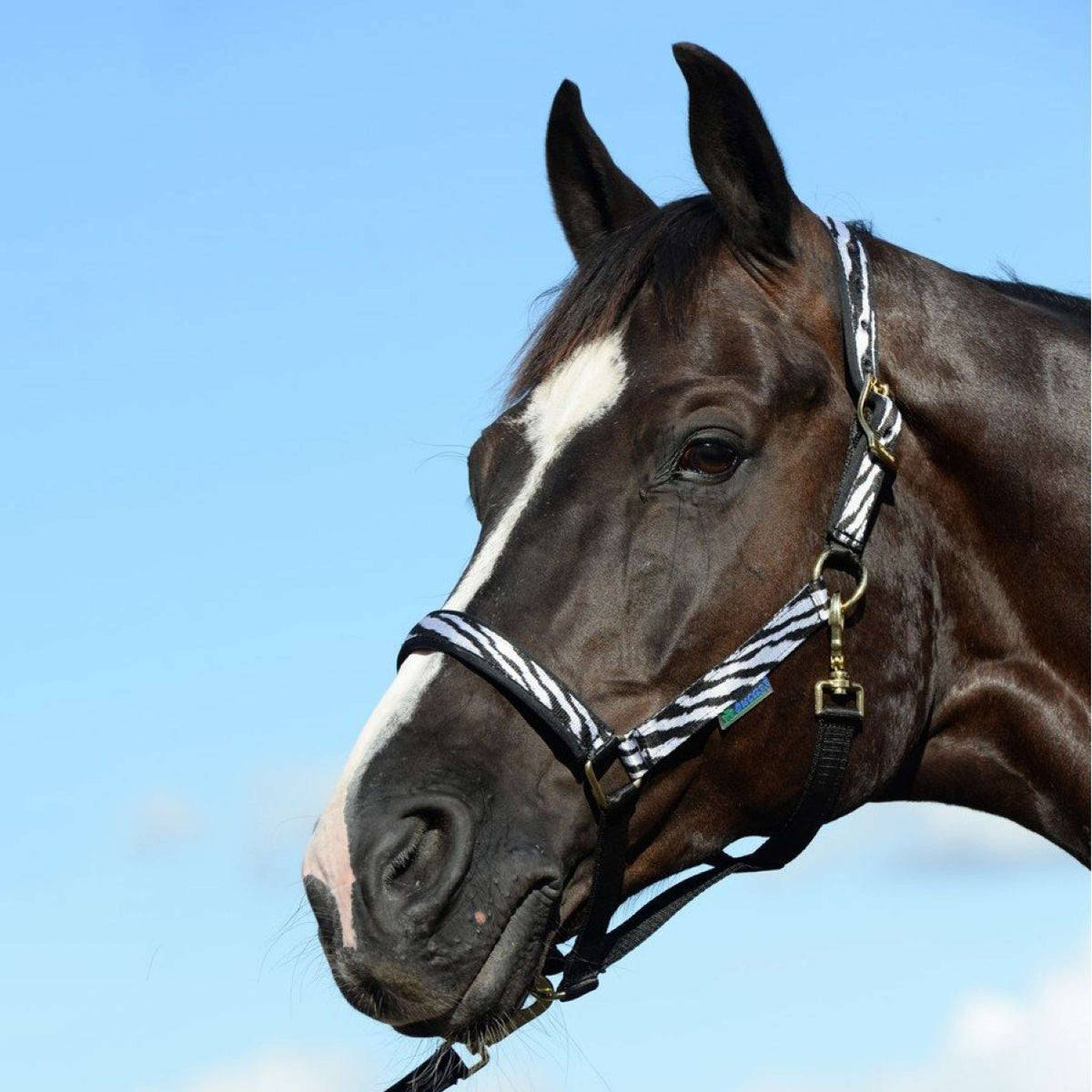 Bucas Capestro Dublin Foal Zebra