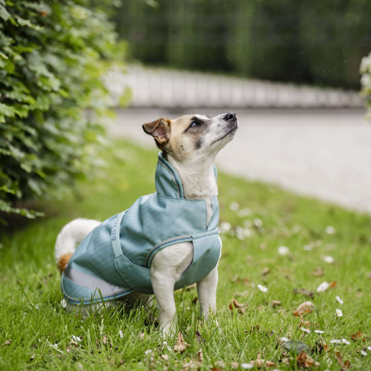 Bucas Freedom Dog Rug Turquoise