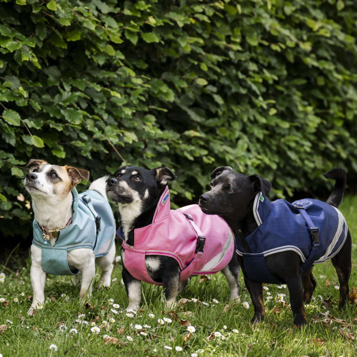 Bucas Freedom Dog Rug Turquoise