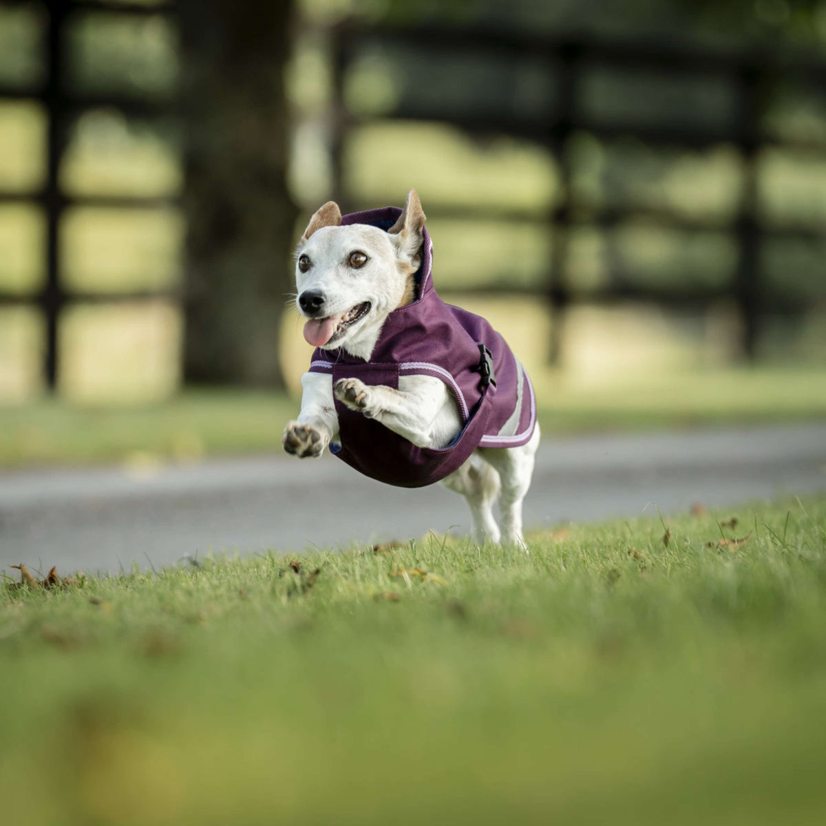 Bucas Freedom Dog Rug Blackberry