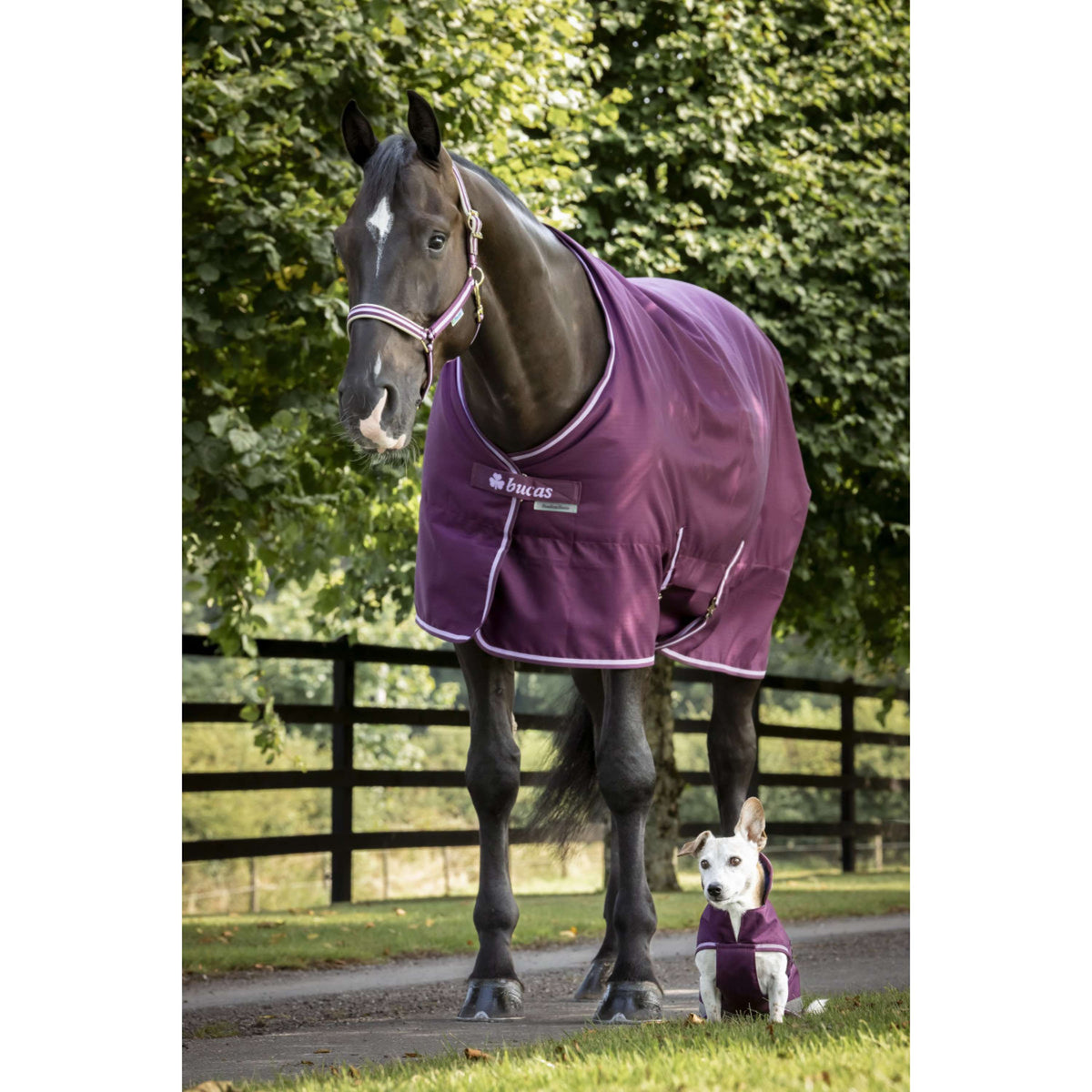 Bucas Freedom Dog Rug Blackberry