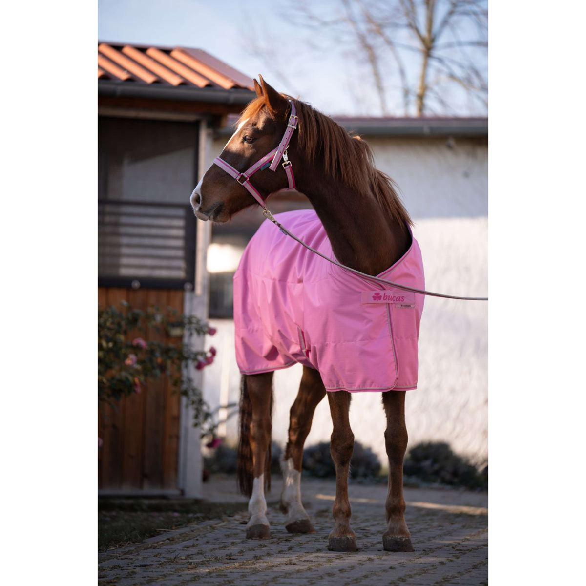 Bucas Freedom Turnout Light 0g Aurora Pink
