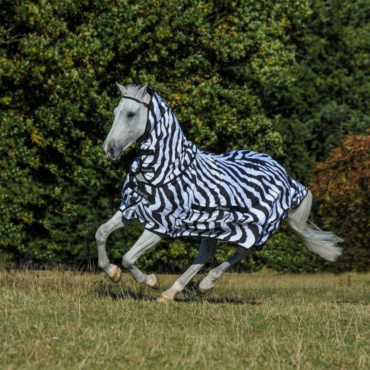 Bucas Coperta per Eczema Zebra