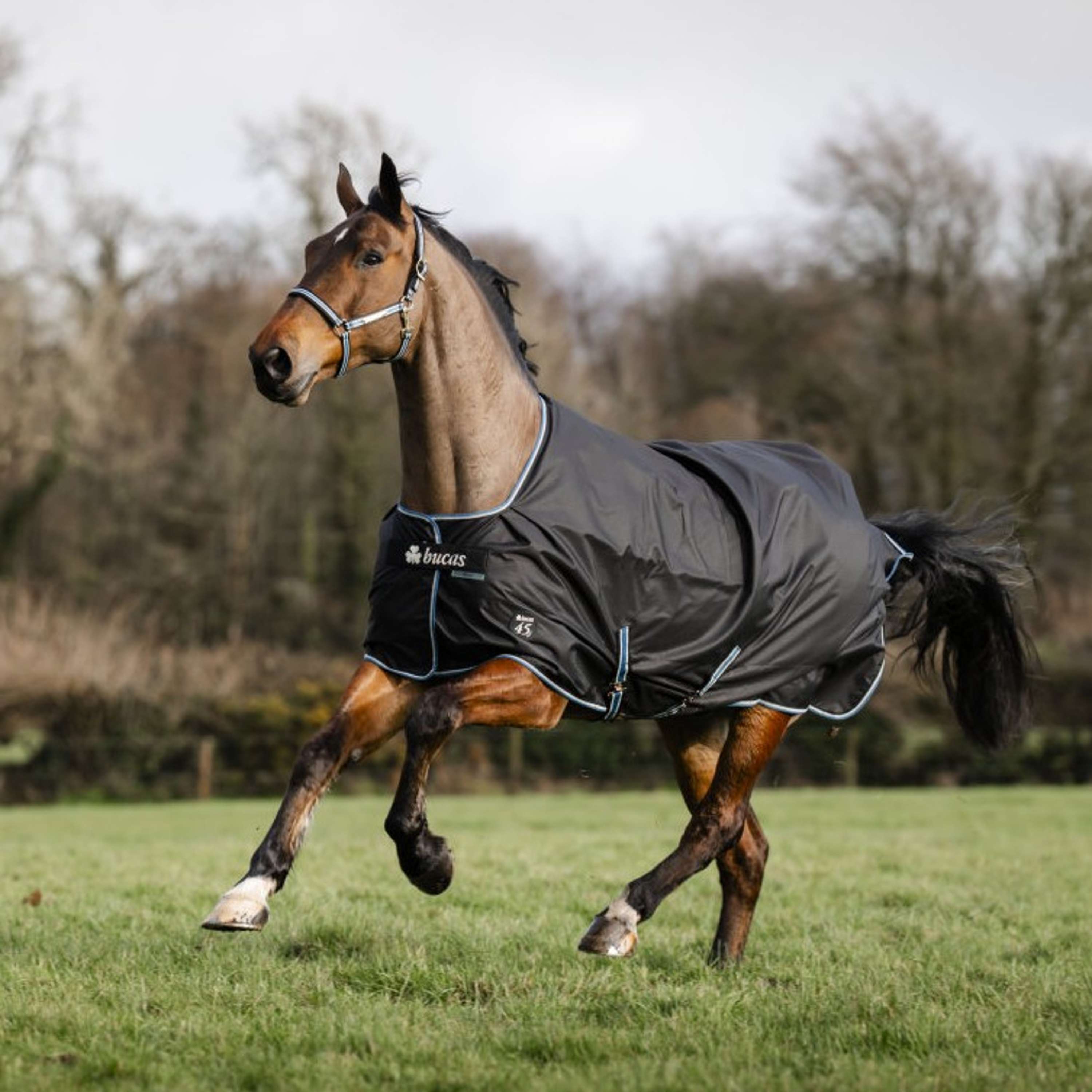 Bucas Anniversary Turnout Dermo-care 50 g Sapphire
