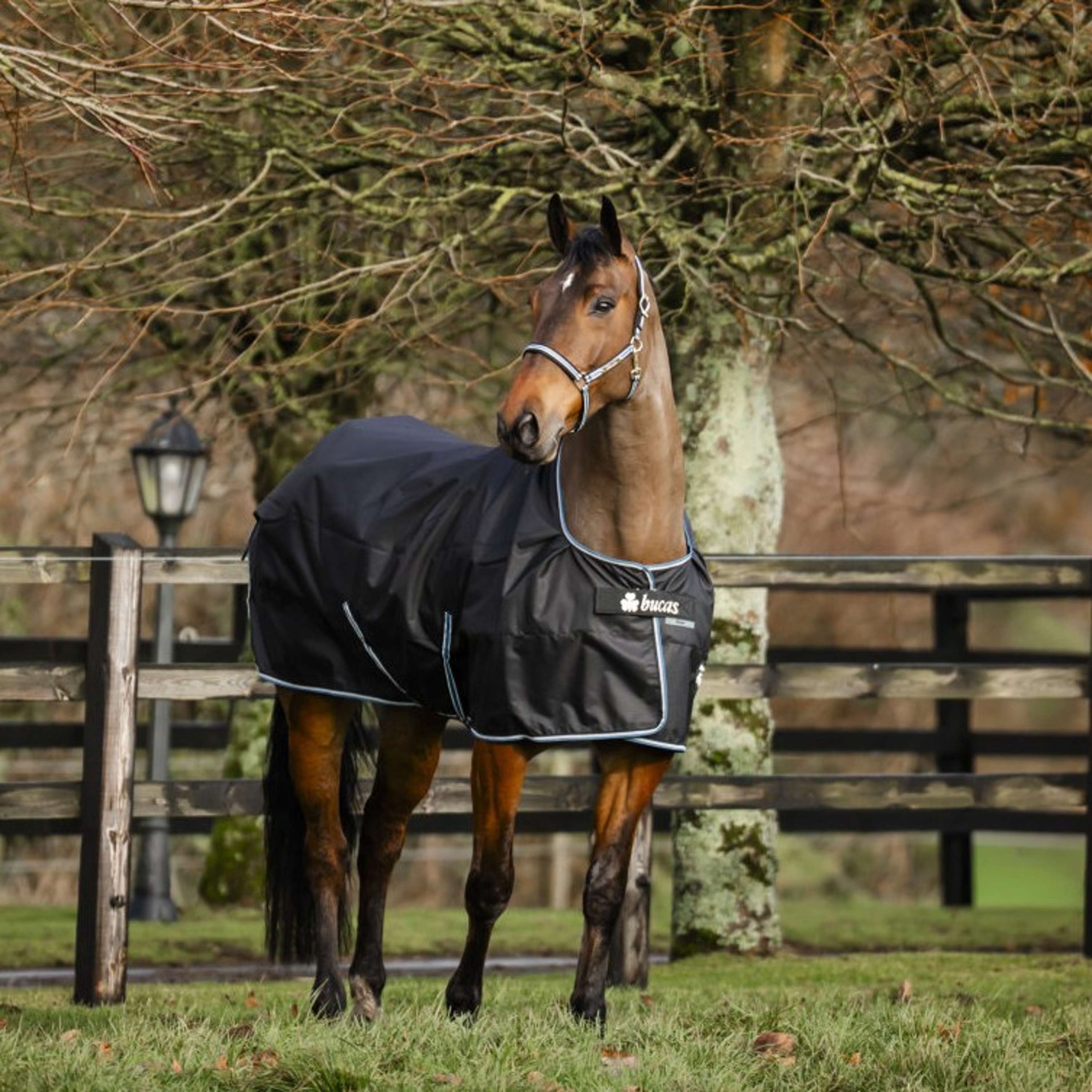 Bucas Anniversary Turnout Dermo-care 50 g Sapphire