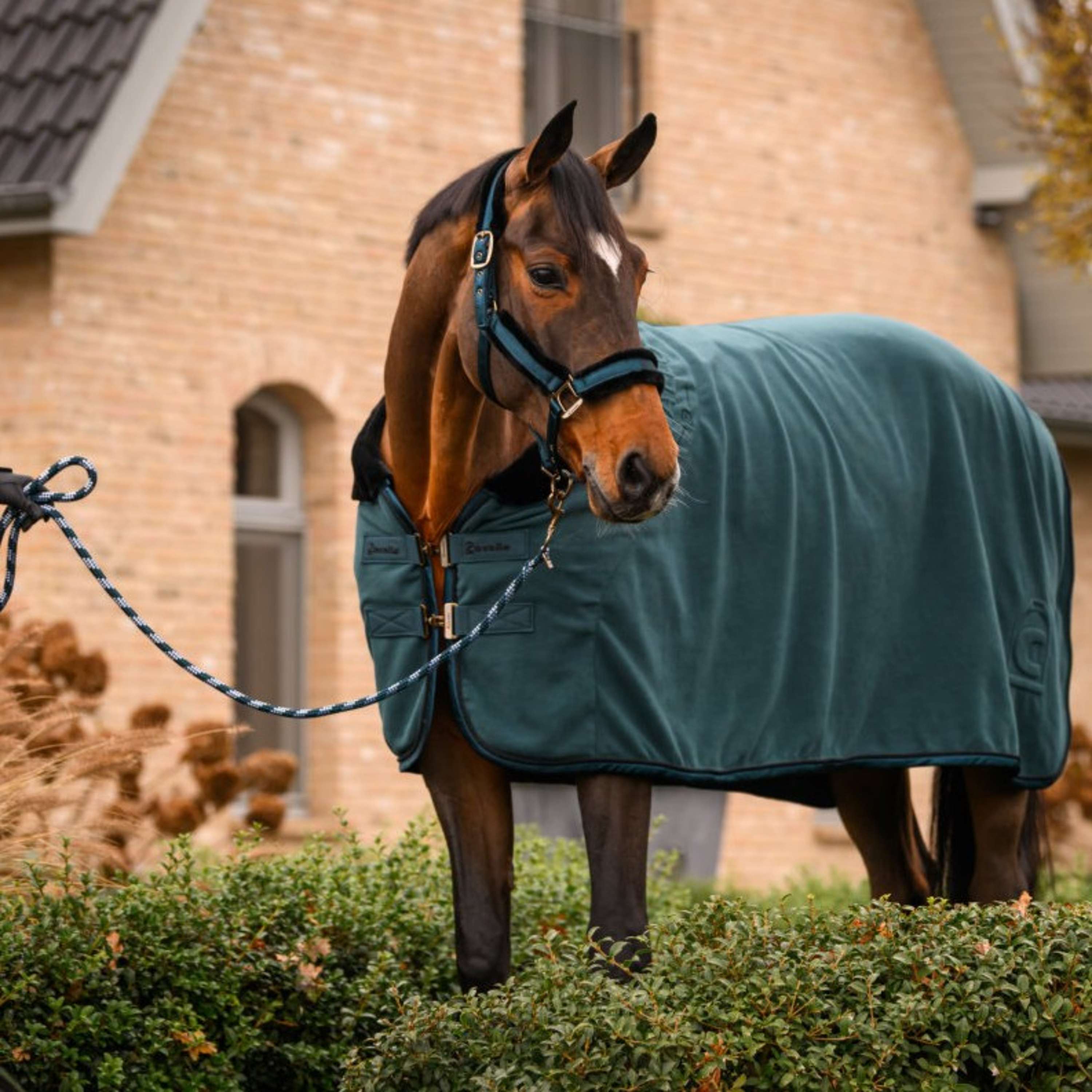 Cavallo Cavezza CavalJero con Pelliccia Dark Peacock