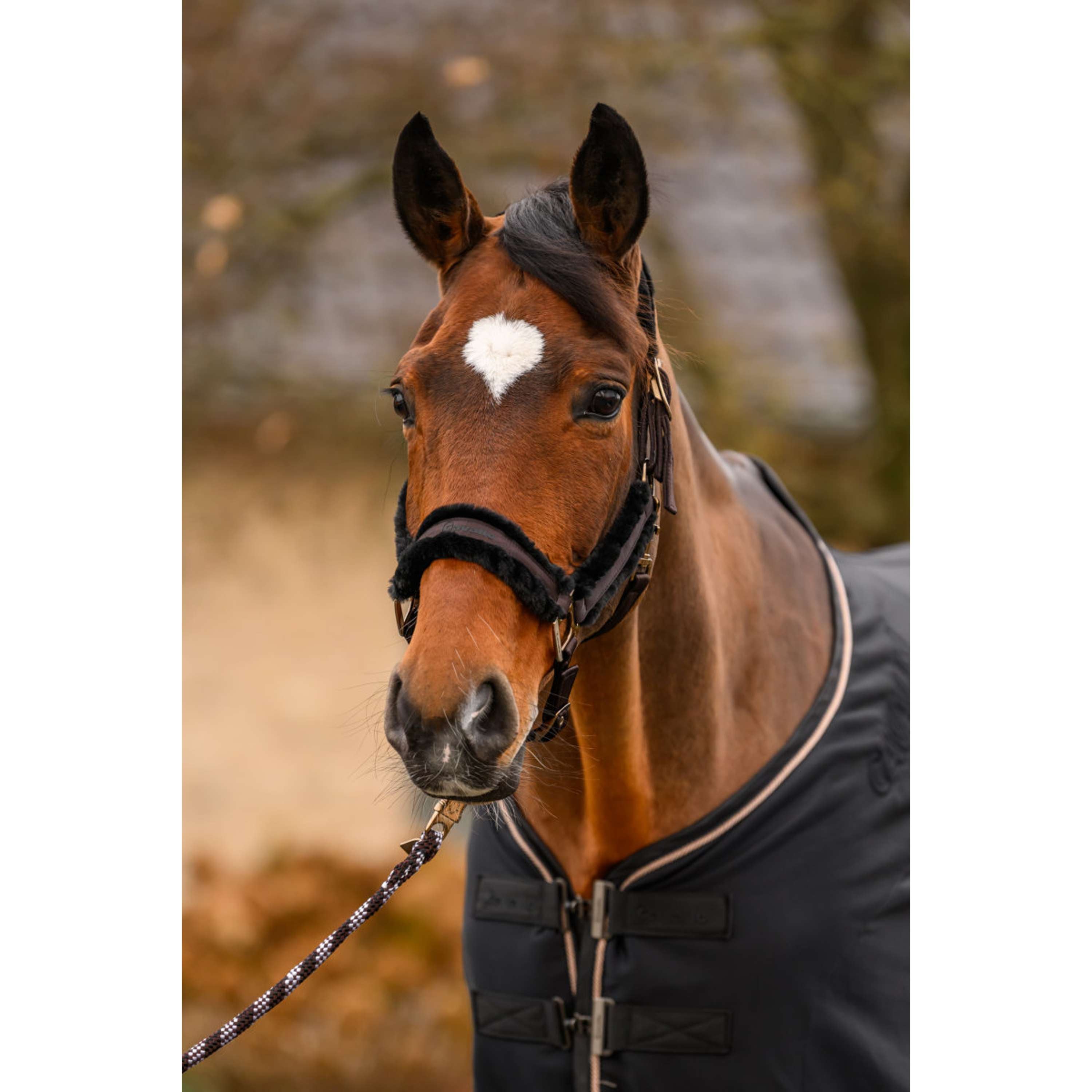 Cavallo Cavezza CavalJero con Pelliccia Café Noir