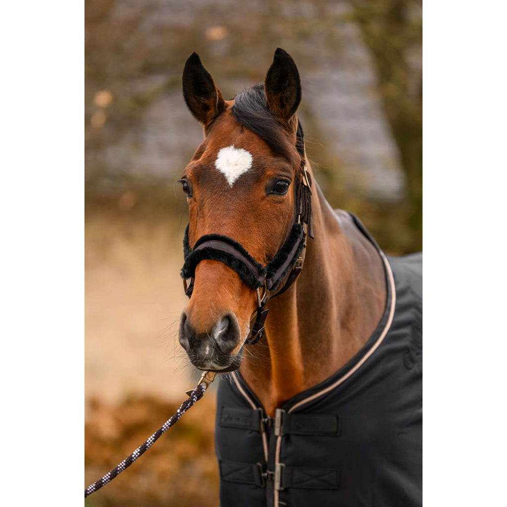 Cavallo Cavezza CavalJero con Pelliccia Café Noir