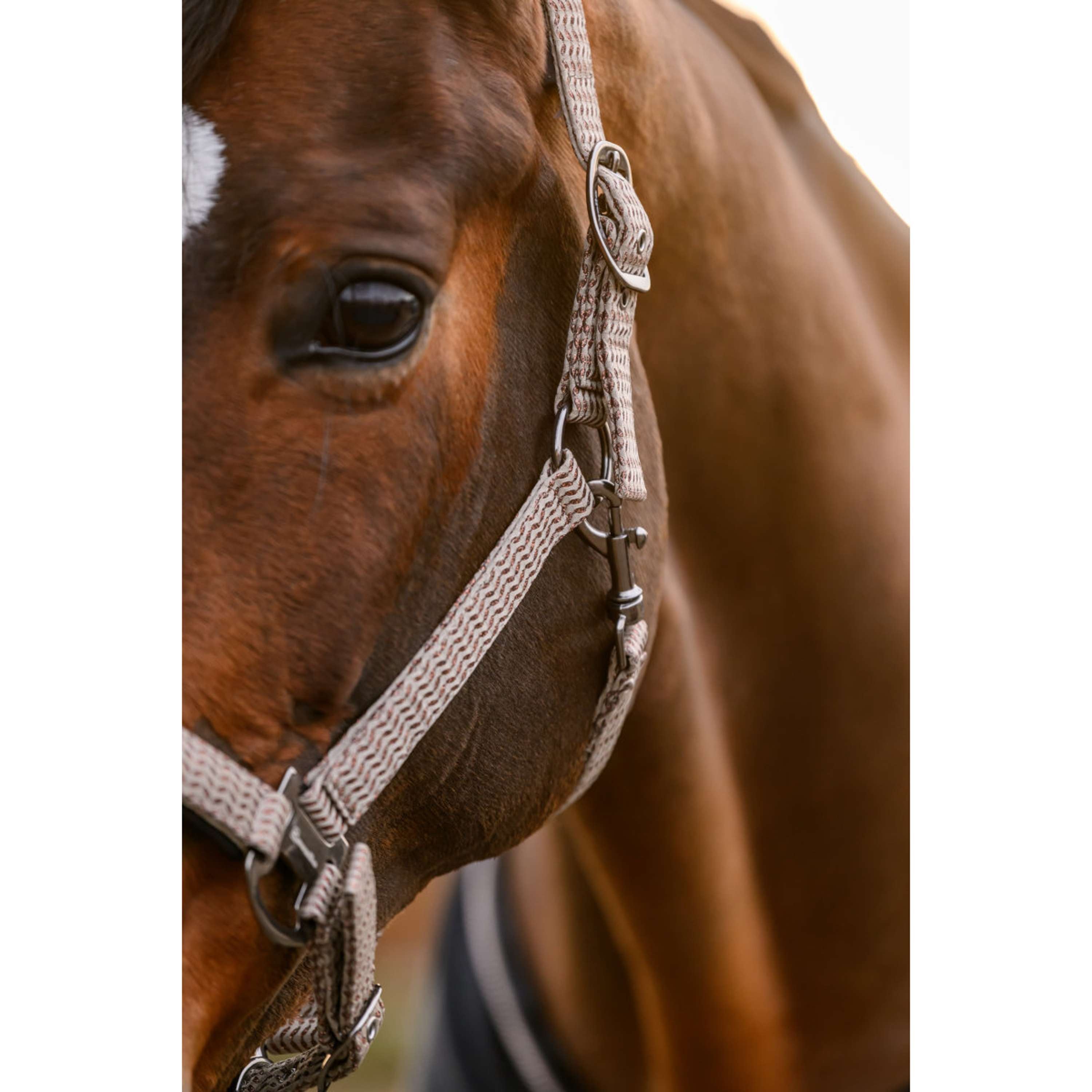 Cavallo Cavezza CavalRose Latte