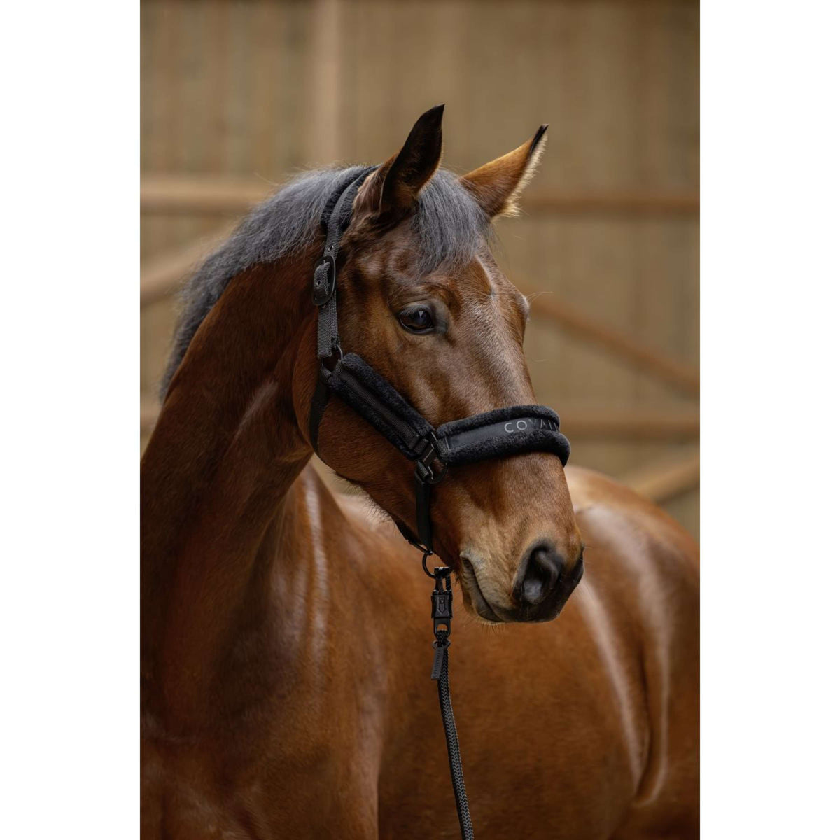 Covalliero Capezzina AW25 Nero