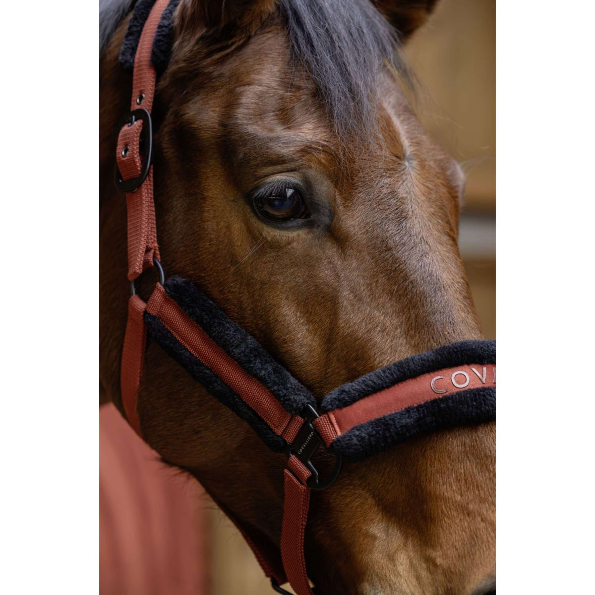 Covalliero Capezzina AW25 Riposo