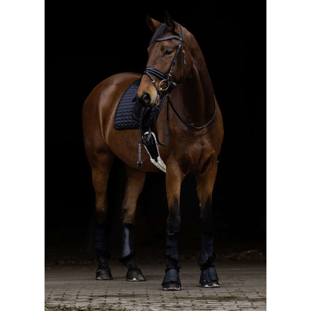 Covalliero Sottosella AW25 Dressage Nero