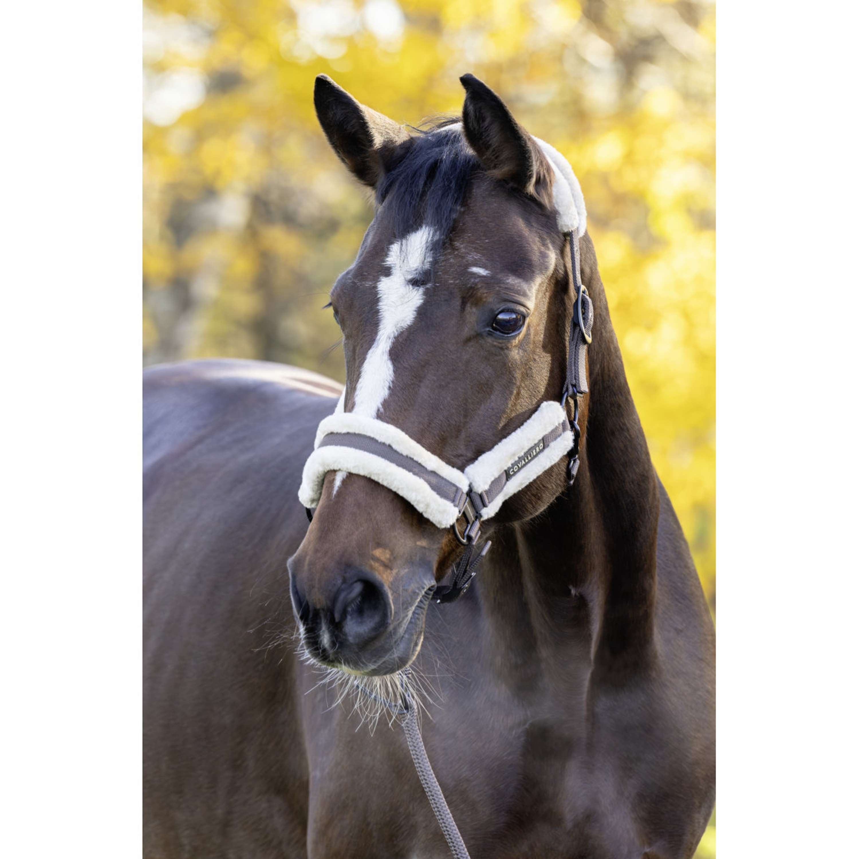 Covalliero Cavezza Soft AW26 Milky Chocolate