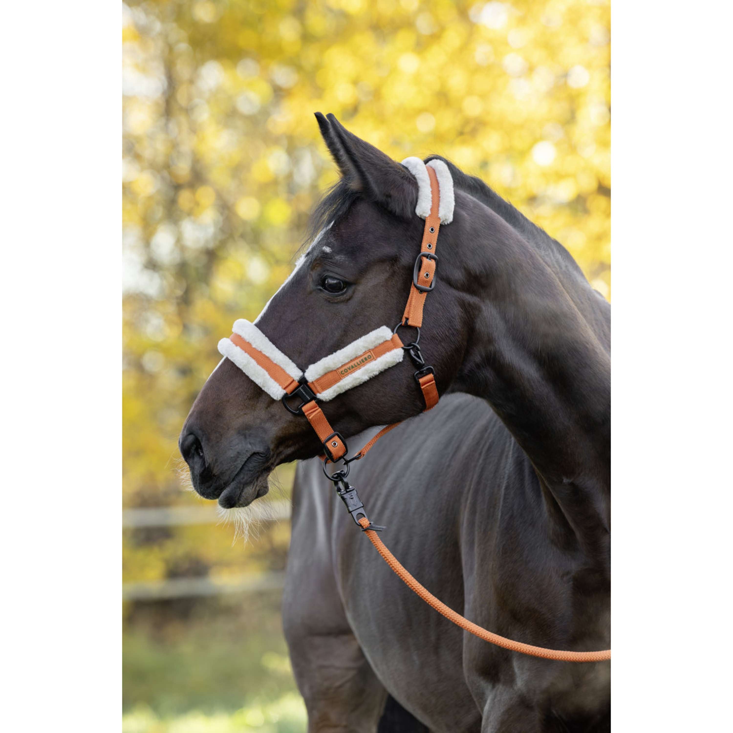 Covalliero Cavezza Soft AW26 Arancia