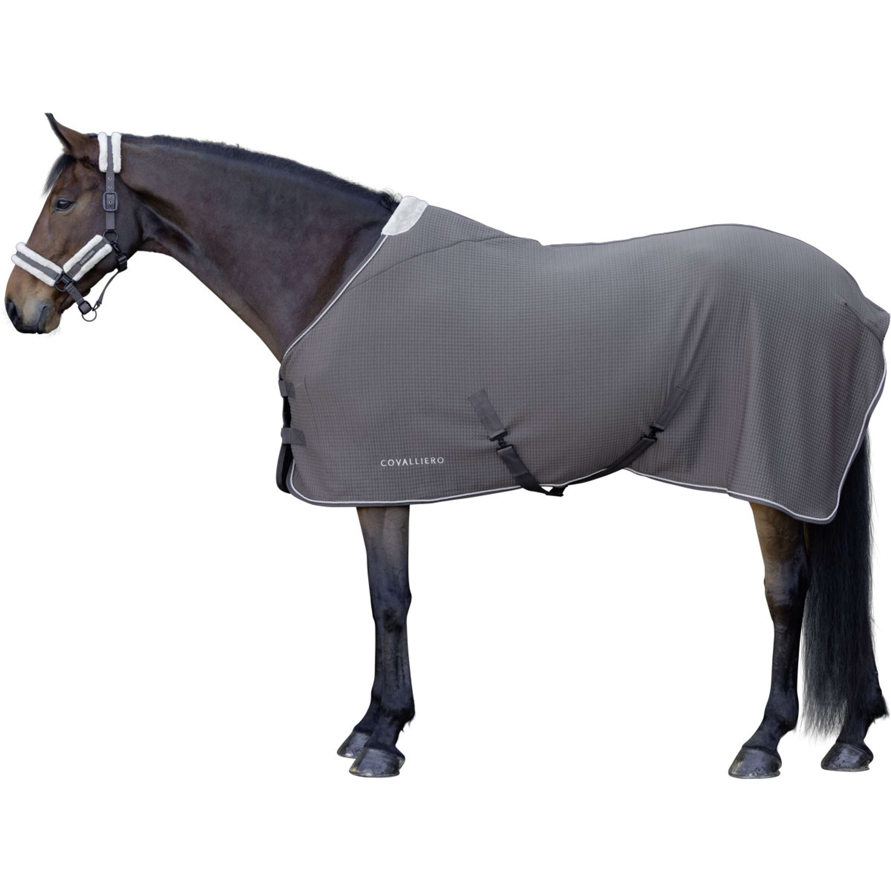 Covalliero Coperta antisudore Premium AW26 Milky Chocolate