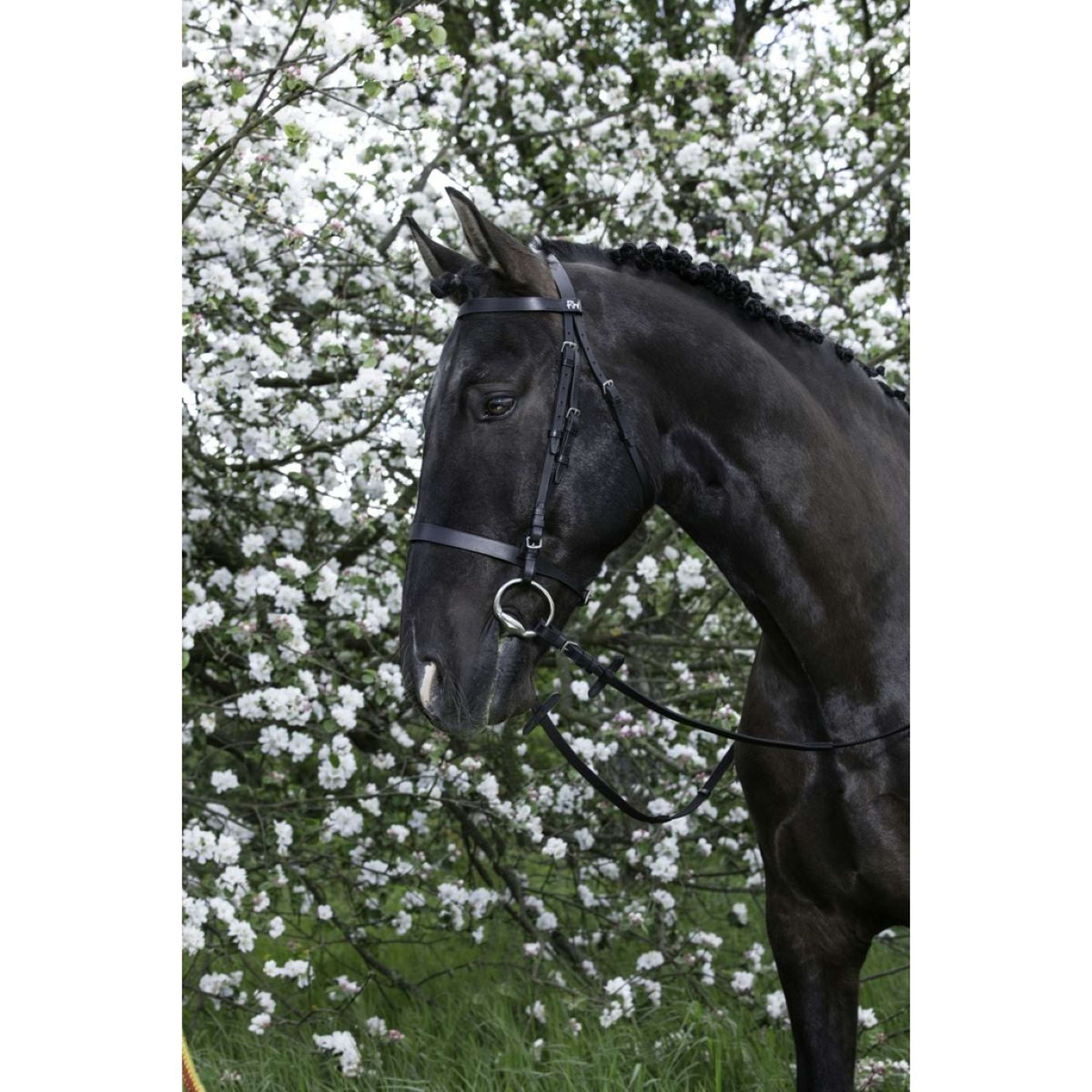 Riding World Briglia Nero
