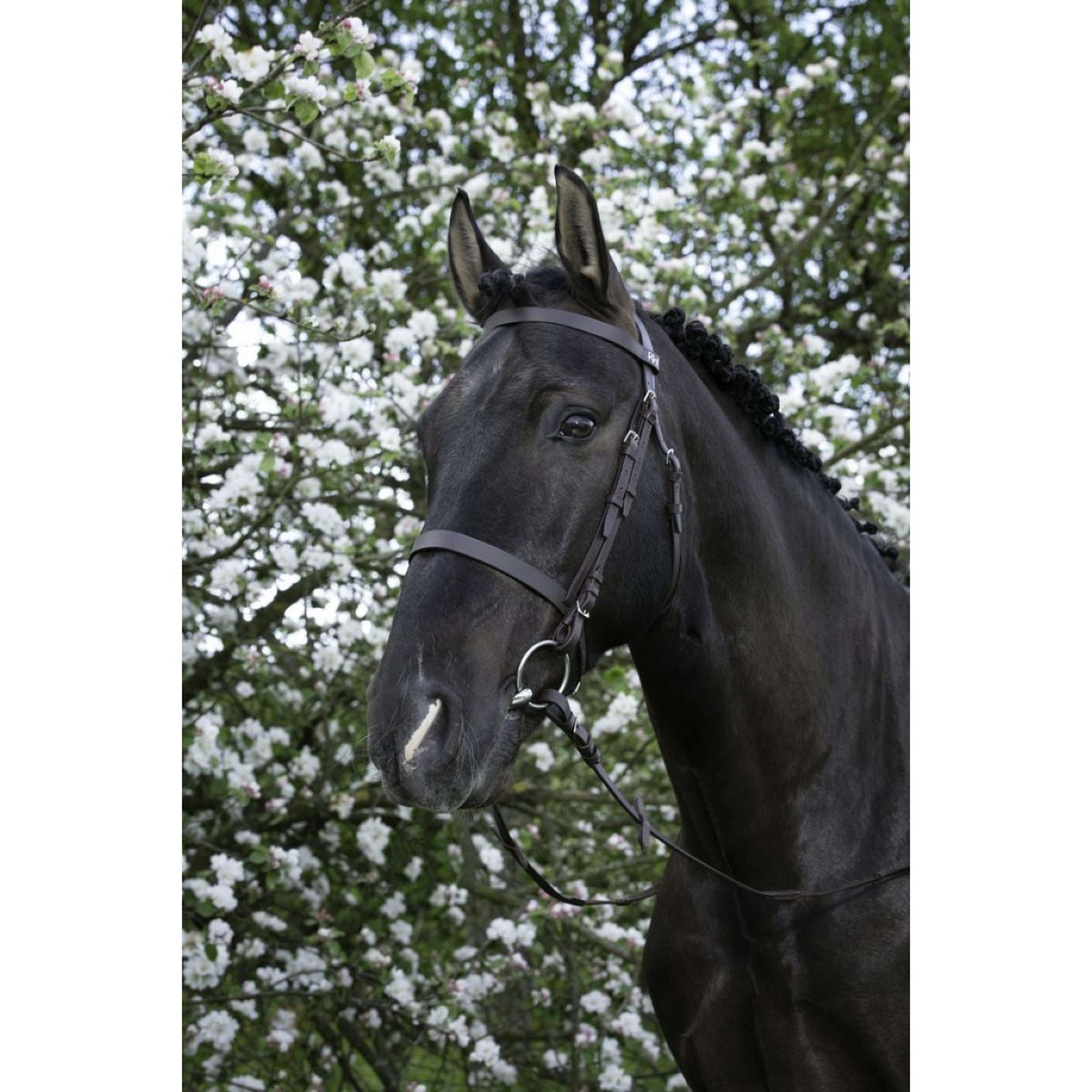 Riding World Briglia L'Avana