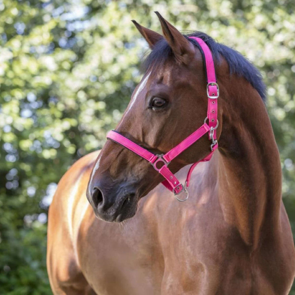Norton Capezza Fluo Rialzato Rosa