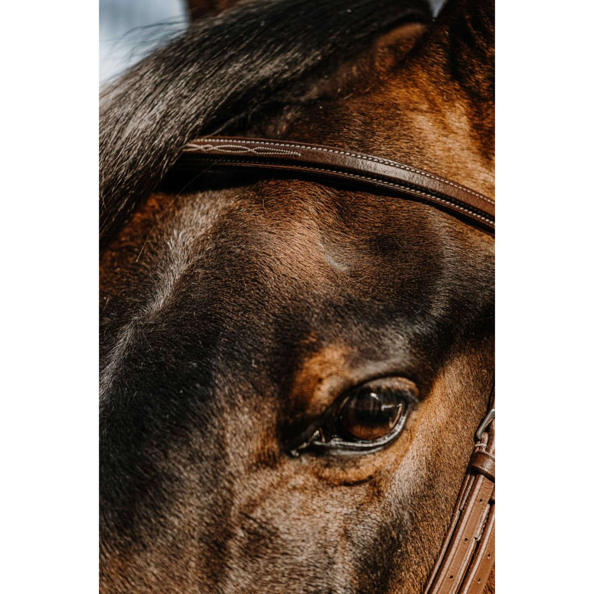 Norton Briglia Hunter Havanna