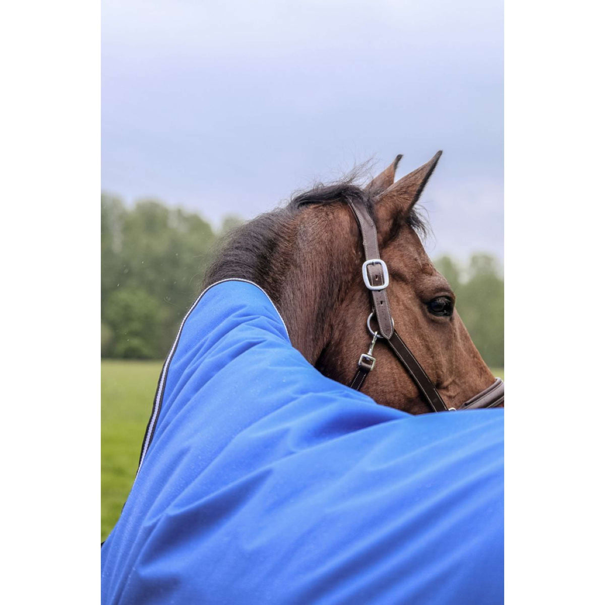 EQUITHÈME Tappeto da Esterno 1200D 100g Aisance Combo Royal Blue