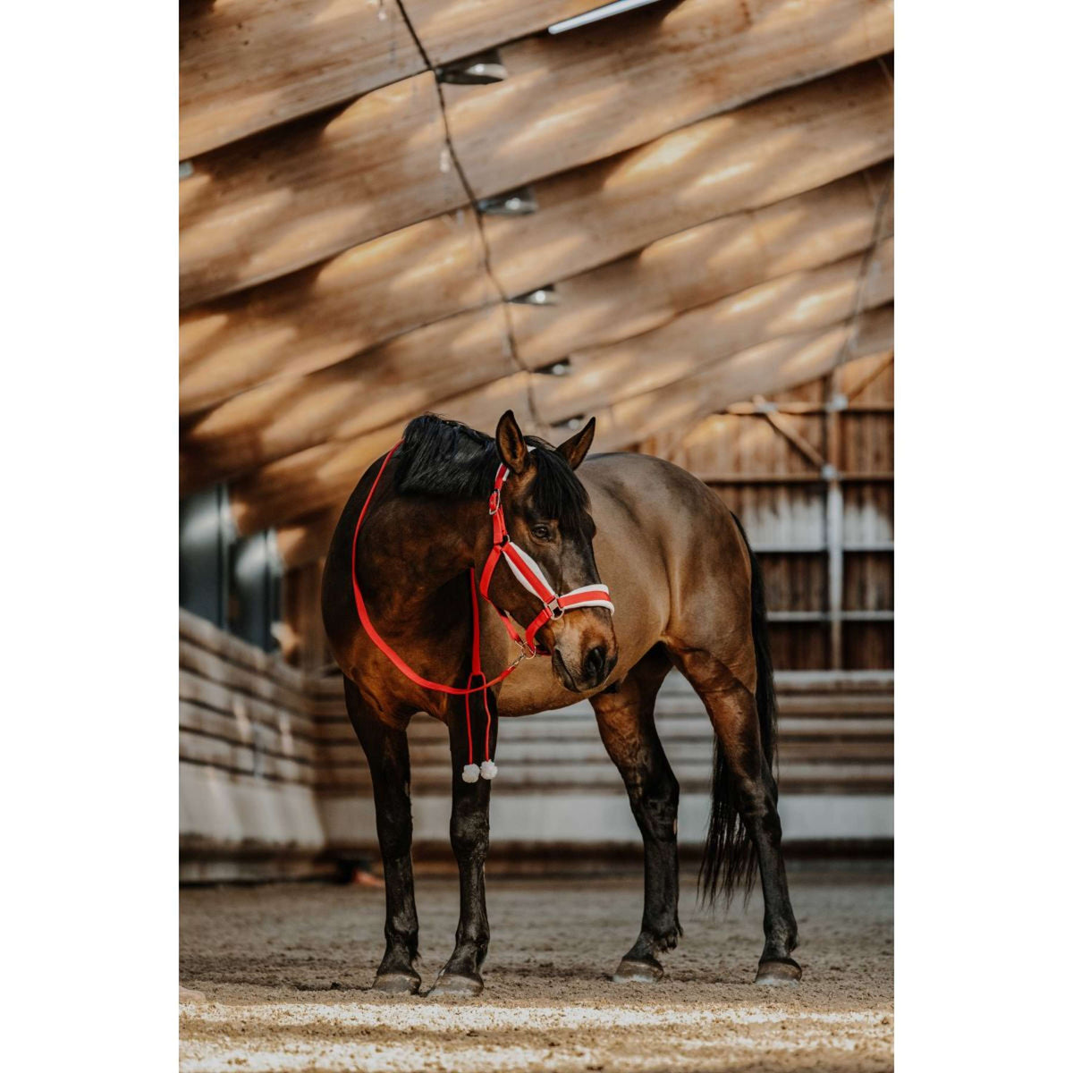 EQUITHÈME Set Cavezza Natale Rosso