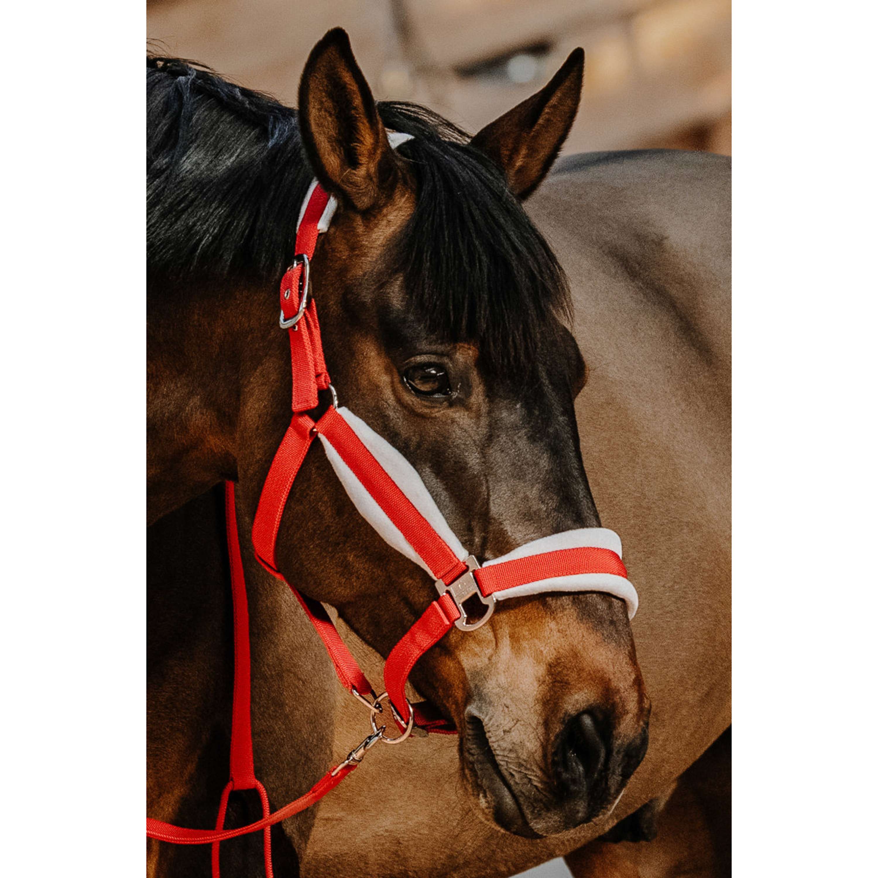 EQUITHÈME Set Cavezza Natale Rosso