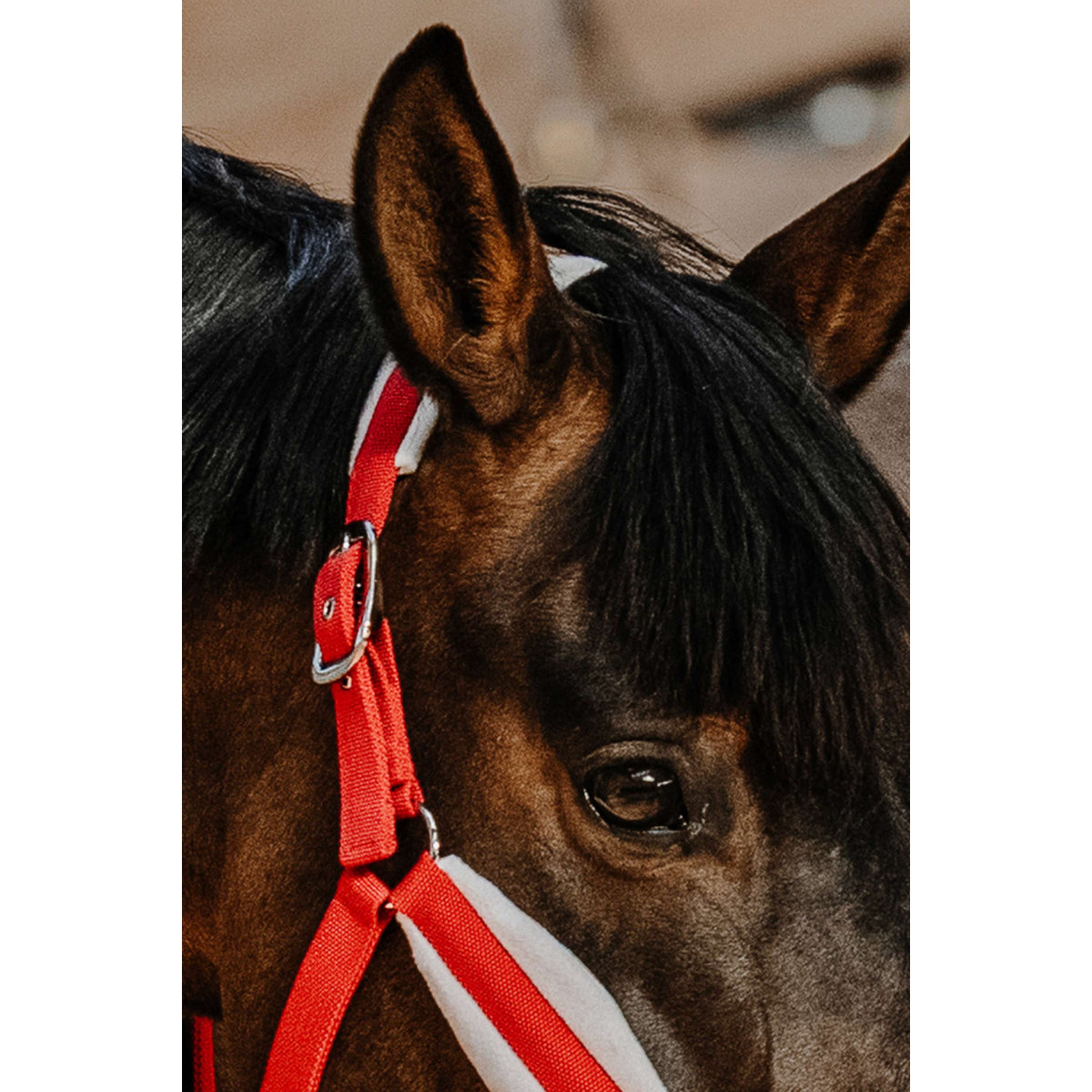 EQUITHÈME Set Cavezza Natale Rosso