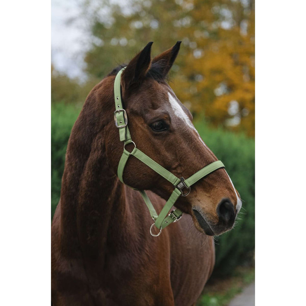 EQUITHÈME Cavezza Spring Nylon Verde chiaro