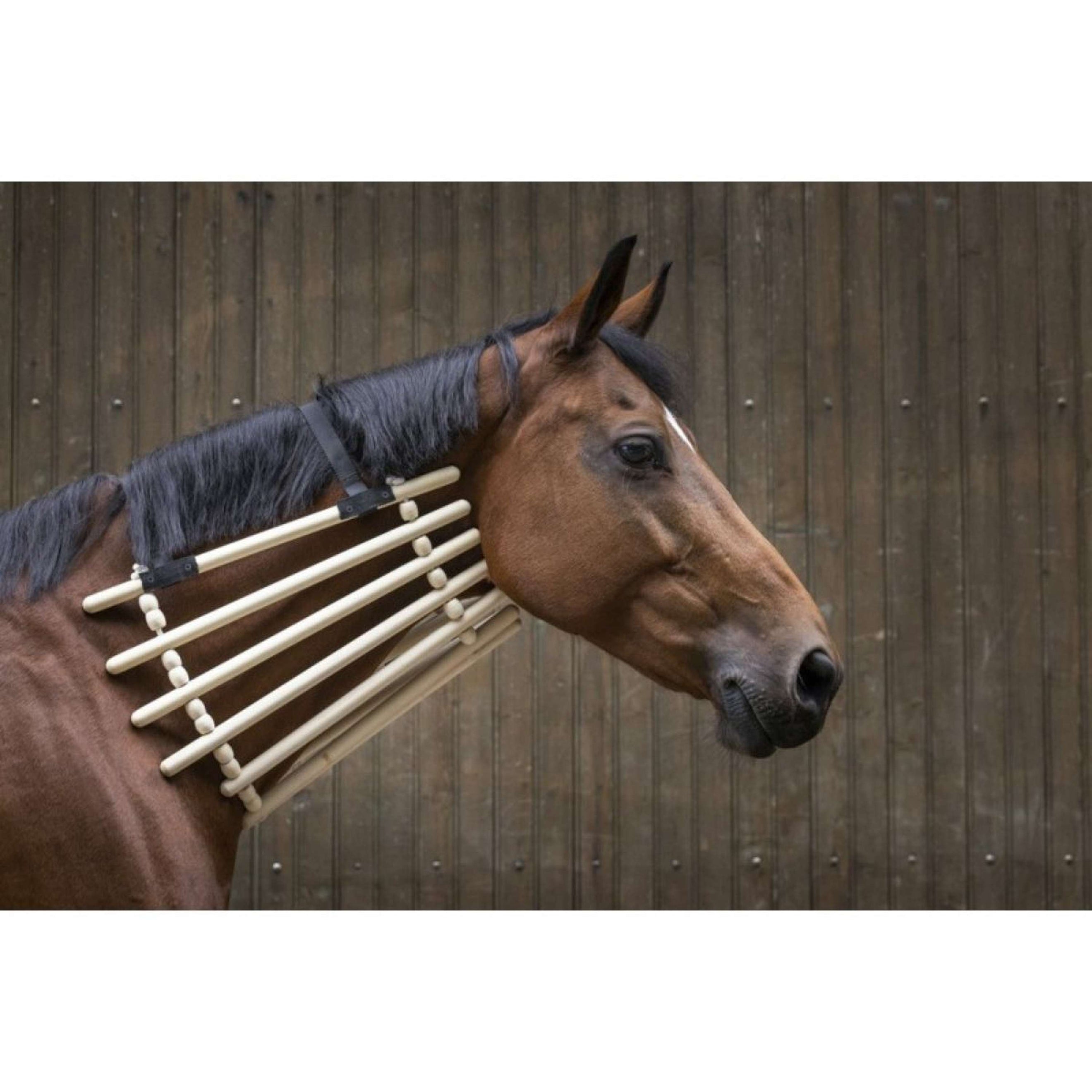 Hippotonic Collare Hippotonic Collare