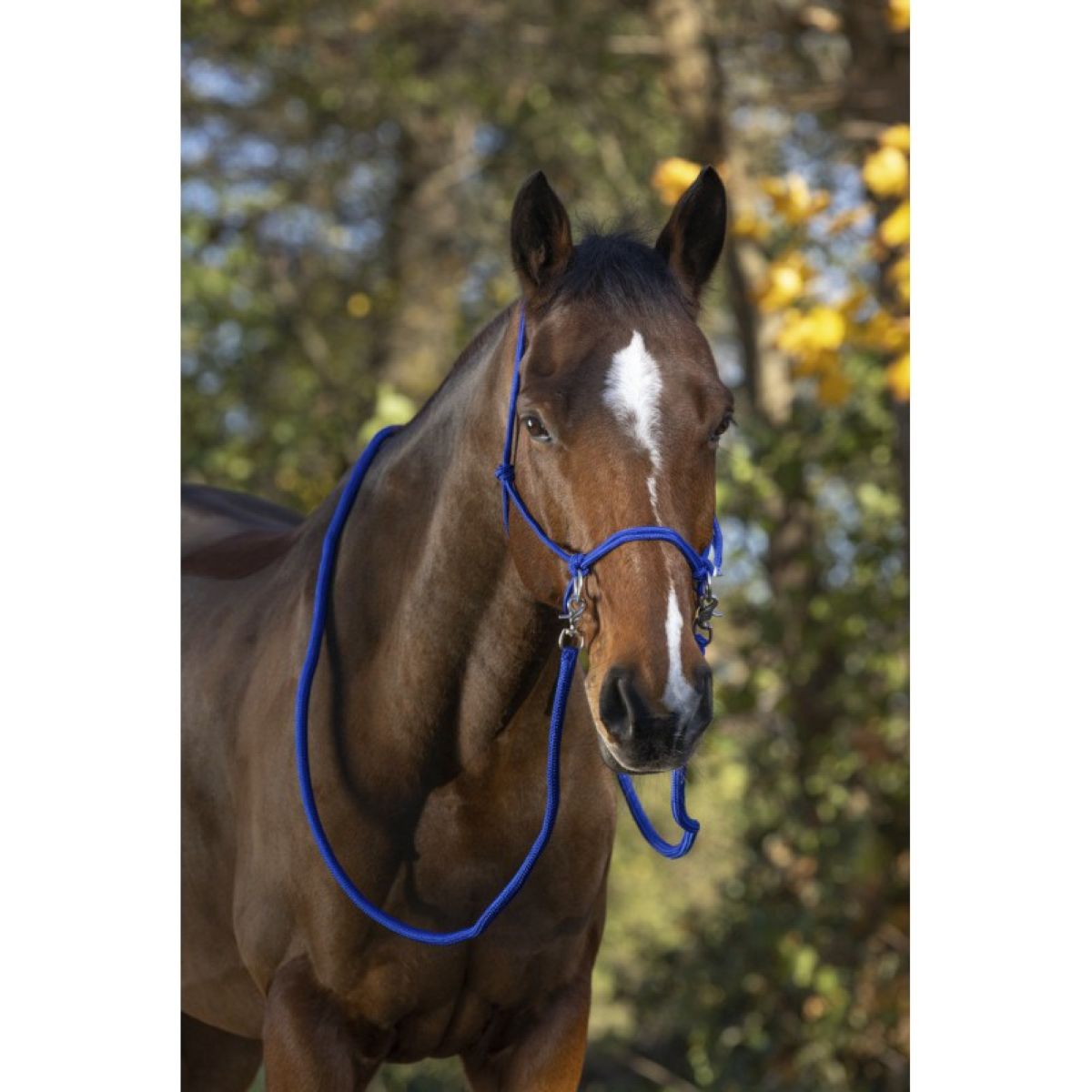 Norton Capezza da equitazione Blu reale