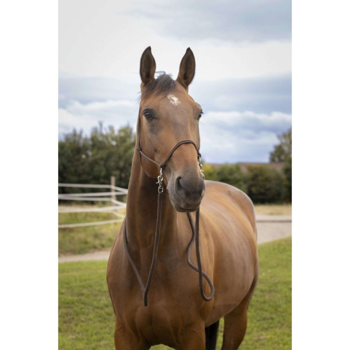 Norton Capezza da equitazione Marrone
