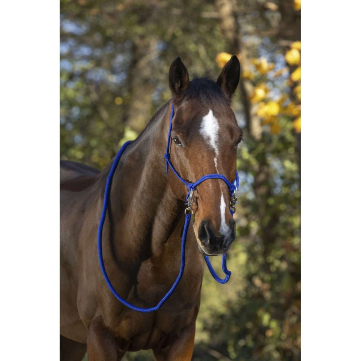 Norton Capezza da equitazione Blu reale