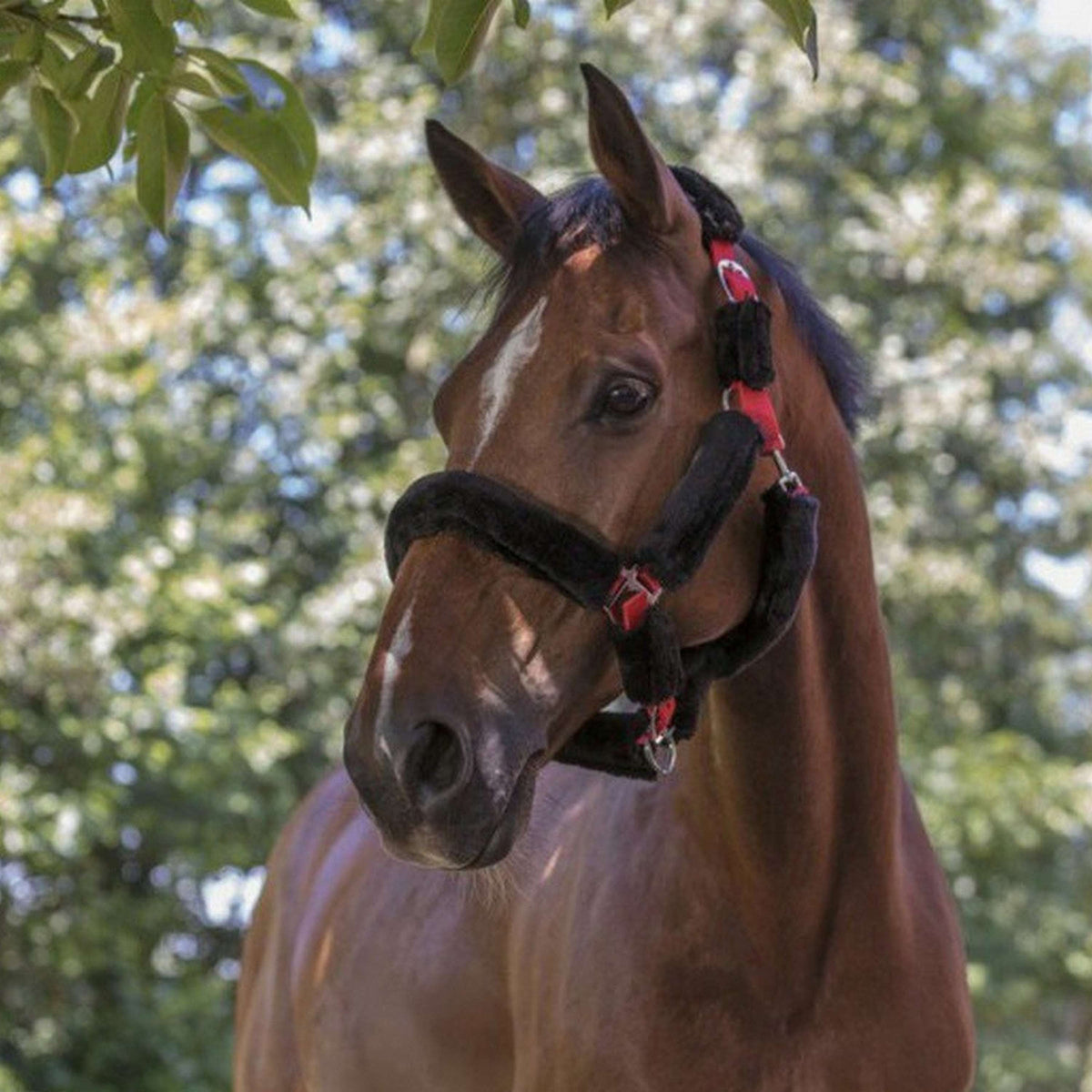 Norton Capezzina Nero/Rosso
