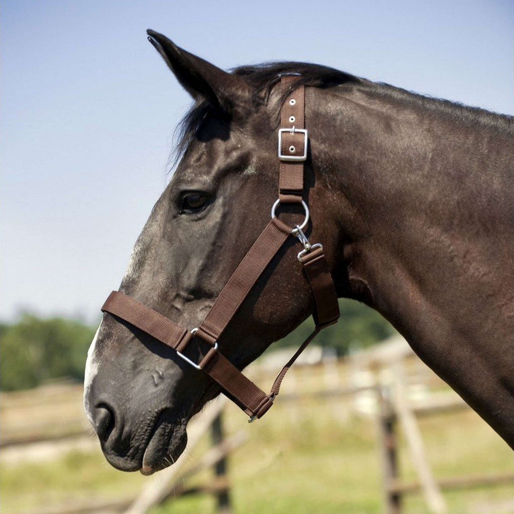 Norton Capezza per Cavallo da Tiro Nero