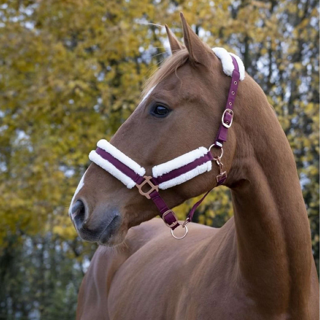 Norton Capezza Confort Bordeaux