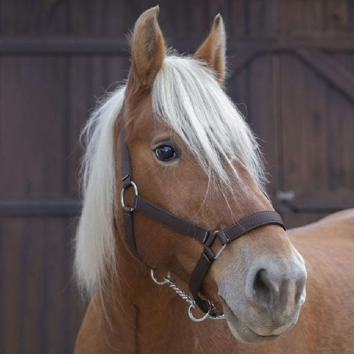 Norton Capezzina Pro Marrone