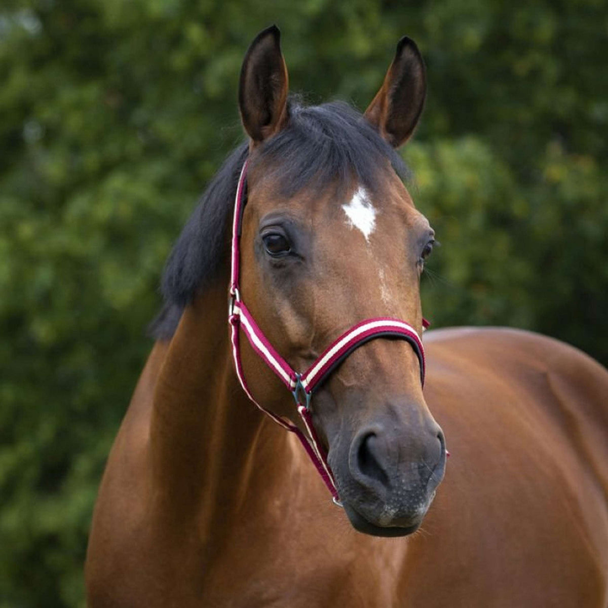 Norton Capezzina Rosso/Ecrù