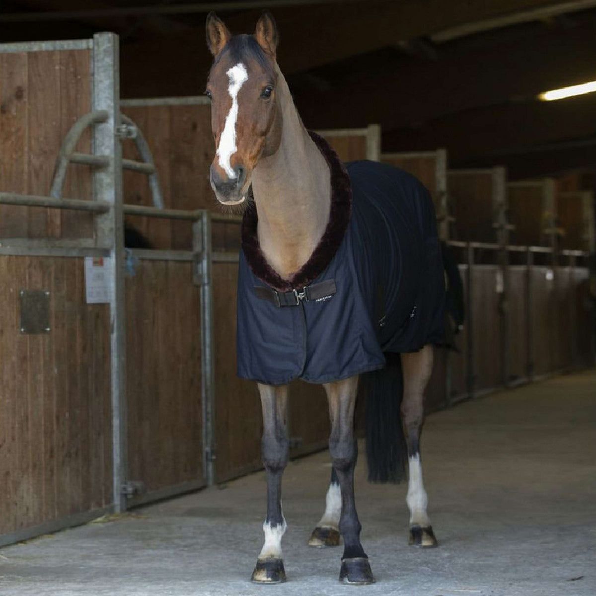 EQUITHÈME Cooler Teddy Nero/Marrone