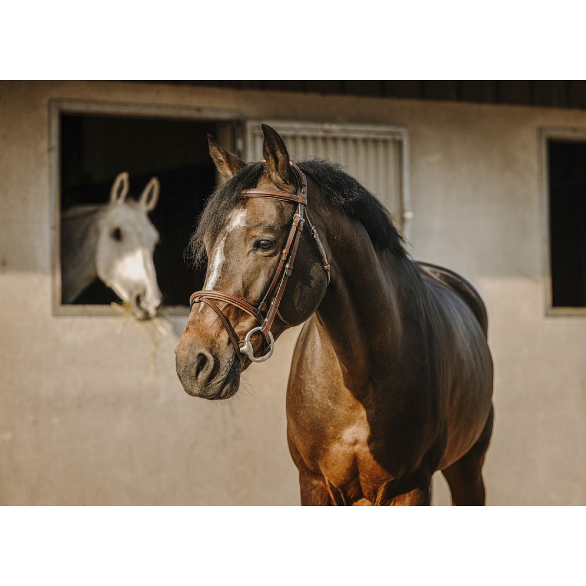 Eric Thomas Briglia Crown L'Avana