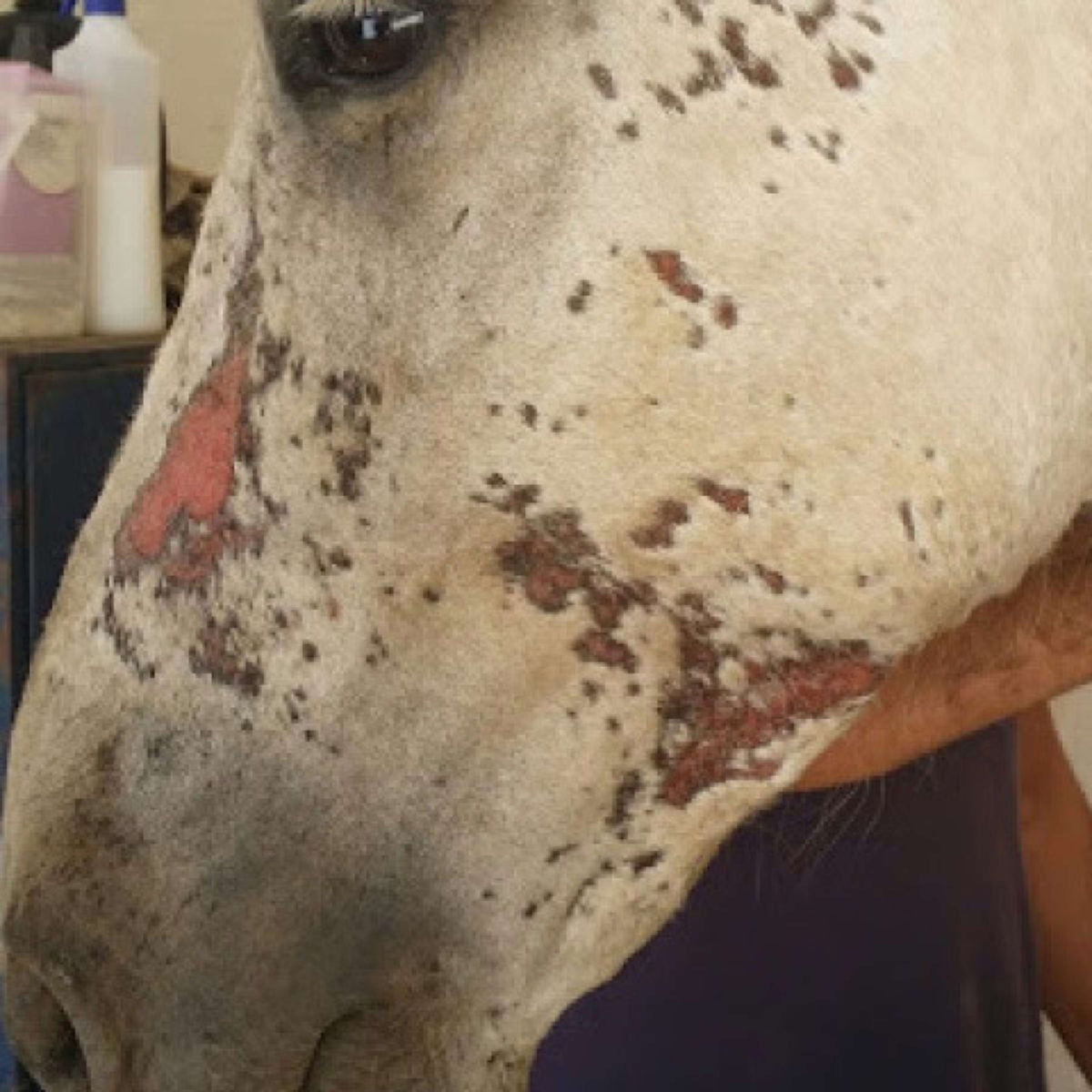 Animaderm Crema Idratante Cutene