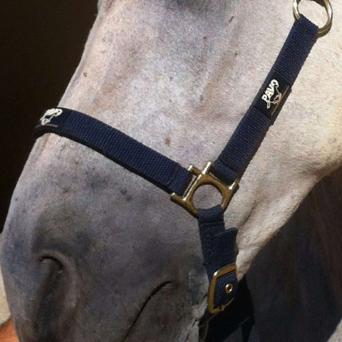 Animaderm Crema Idratante Cutene