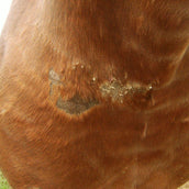 Animaderm Crema Idratante Cutene